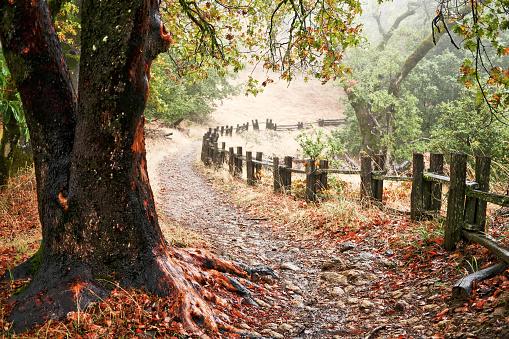 Picturesque walking path with fallen autumn leaves